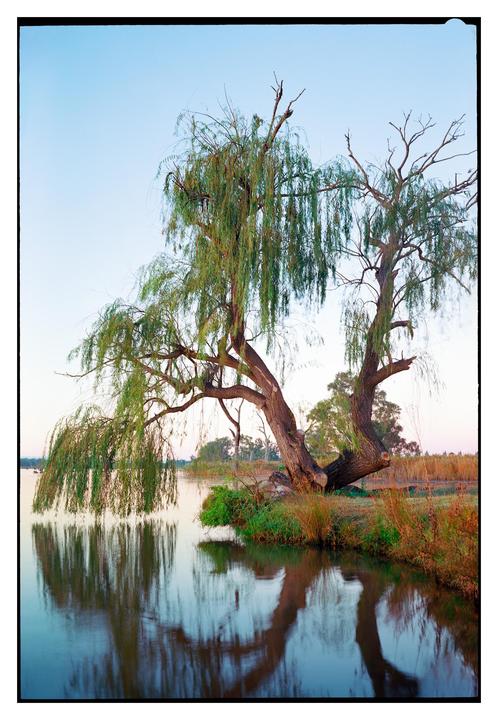 Willow by the Water. Few Second Exposure Without Tripod. [Fuji GW690II, Kodak Ektar 100]