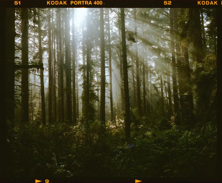 Mystic Forest ·  Mamiya 7ii 80MM · Kodak Portra 400