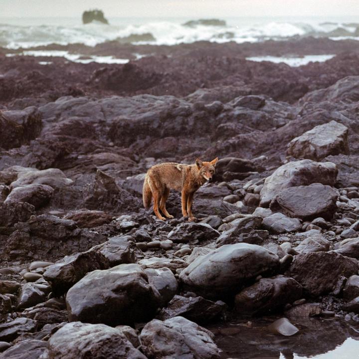 Lost coast | Mamiya 7 | Portra 400 + Gold 200