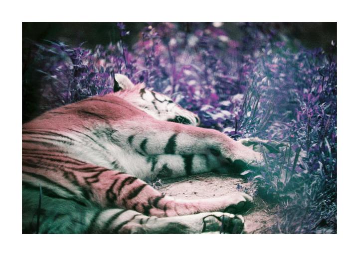 The Detroit Zoo on Lomo Purple (Canon FTb, FD 70-210 f4)