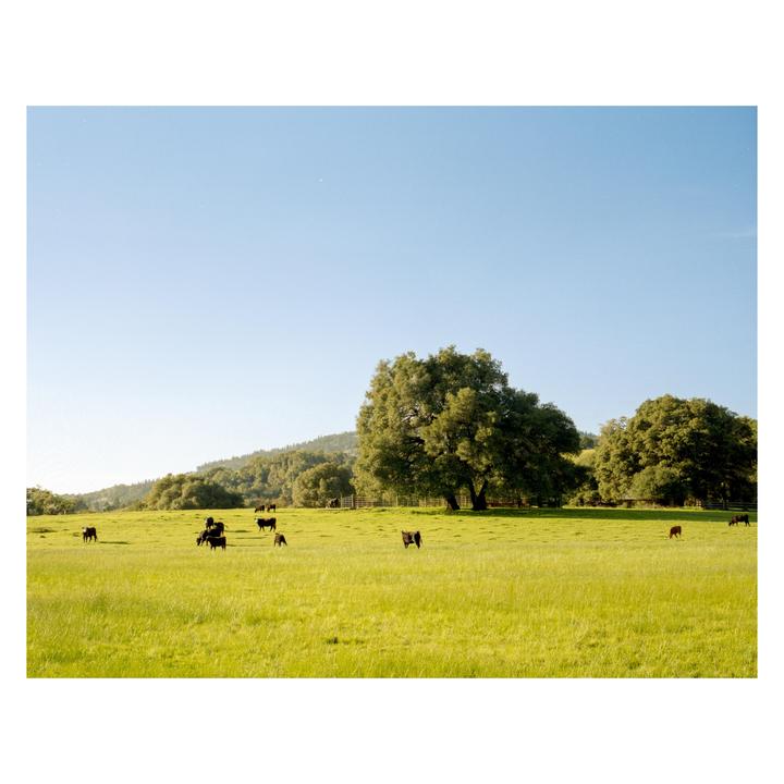 Northwest California • Mamiya 7II • Kodak Gold