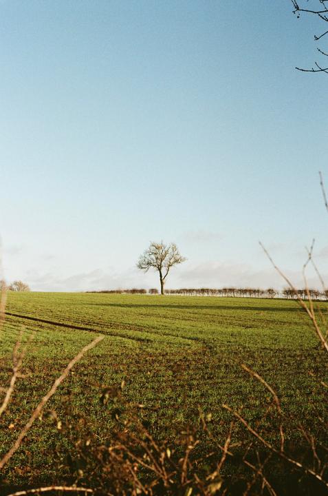 First Film Shots [Nikon FM, 50mm f1.8, Kodak Gold 200]