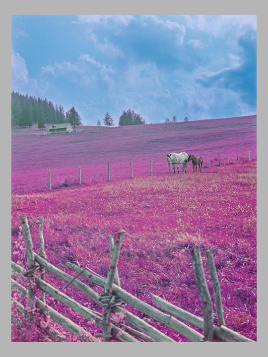 1 or 2 - Fuji GS645 Pro - Lomochrome Purple