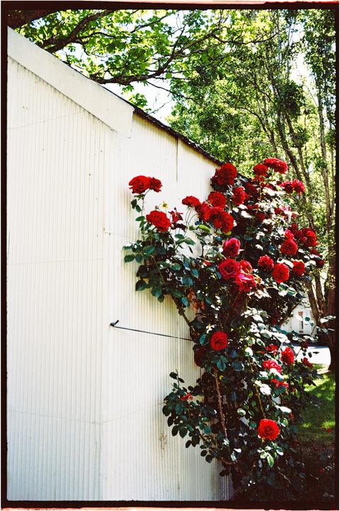 Me Like Roses [Olympus OM-1, Zuiko 35mm f2.8, Fujifilm Superia 400 pushed +1]