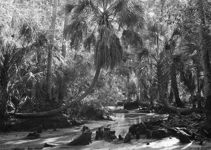 A small stream flows through a dense forest of palm trees and other foliage.