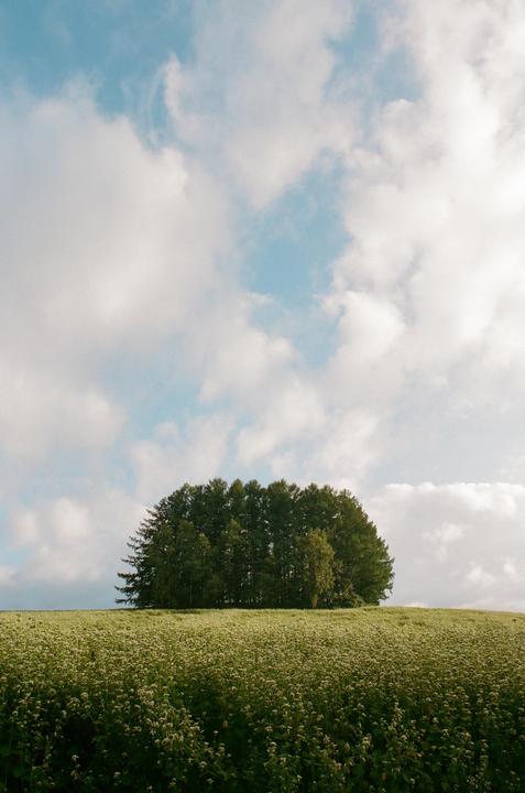 Hokkaido Summer [Nikon F6 24mm 1.8D, Portra 400]