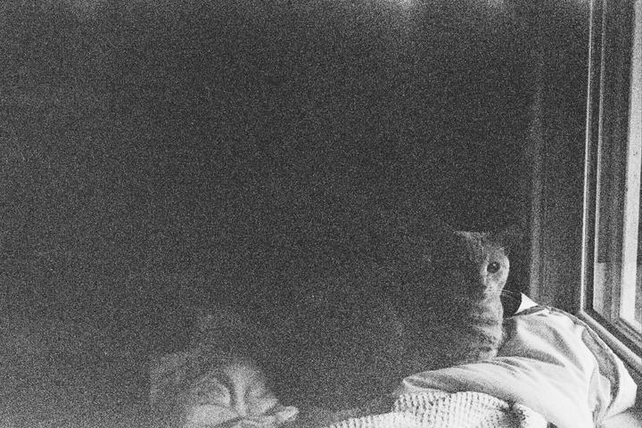 A cat sits on a bed next to a window.