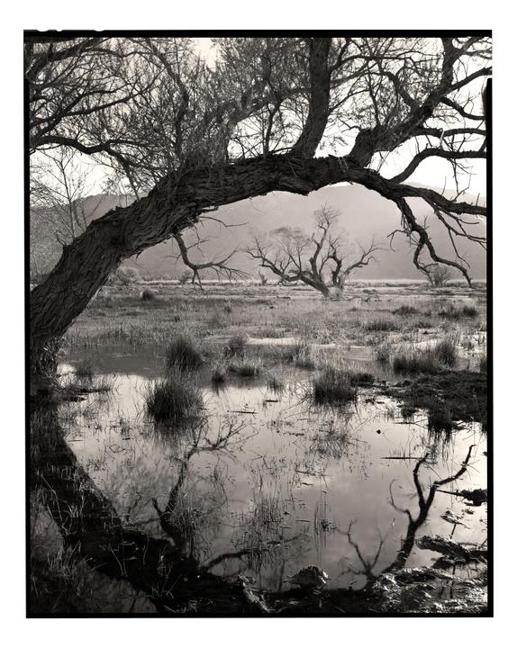 Cattle pastures along Route 395, CA (8x10 HP5+, Symmar 240mm, Chamonix Alpinist X)