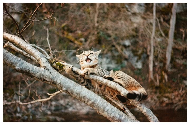 He‘s still learning how to climb trees [Leica M4 | OptiColour 200]