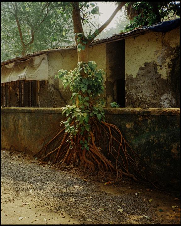 If walls could speak - Yashica T3 - Kodak Gold 200