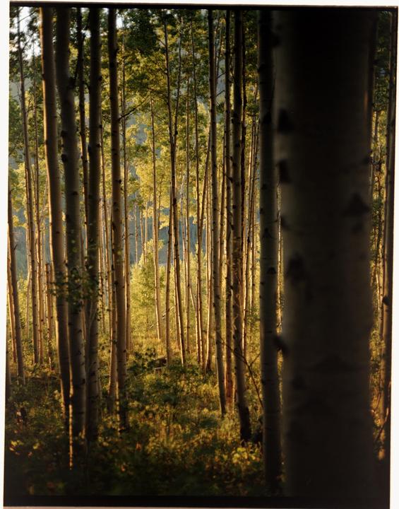 Aspens in Aspen (Plaubel Makina 67 / Porta 160)