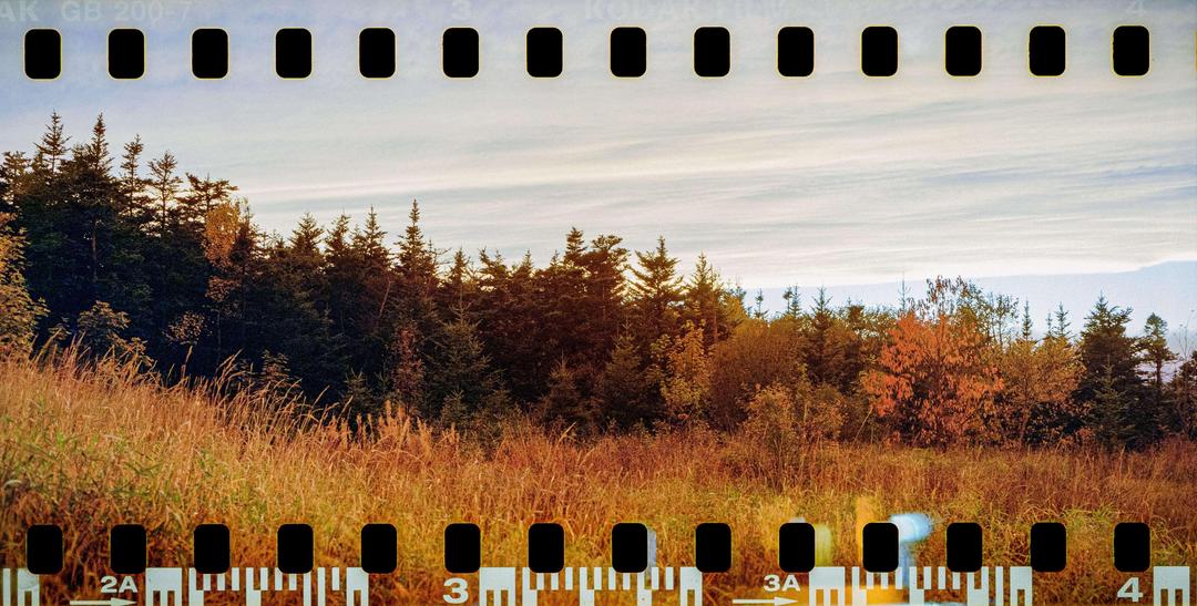 A forest with autumn foliage stands at the edge of a field of tall grass under a cloudy sky.