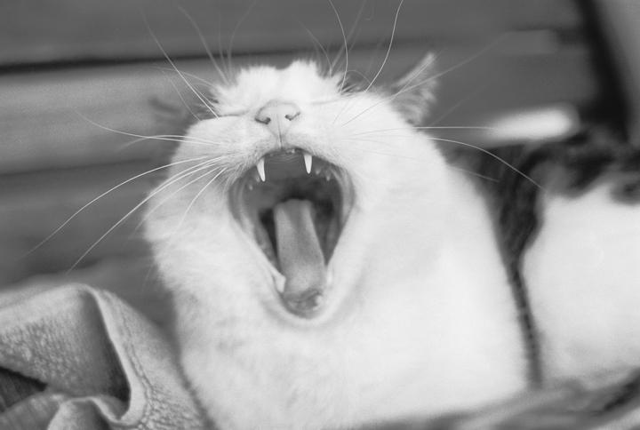 A cat yawns widely, showing its tongue and fangs.