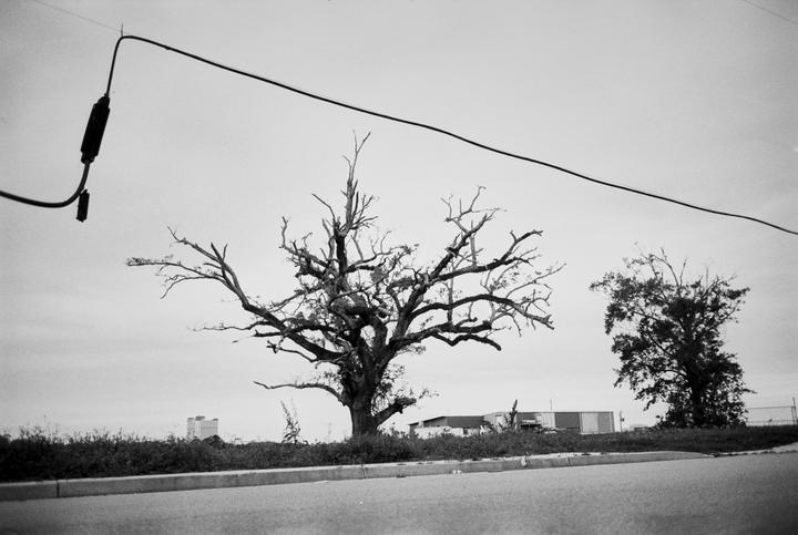 A large, bare oak tree stands beside a road with a power line stretching across the top of the frame.