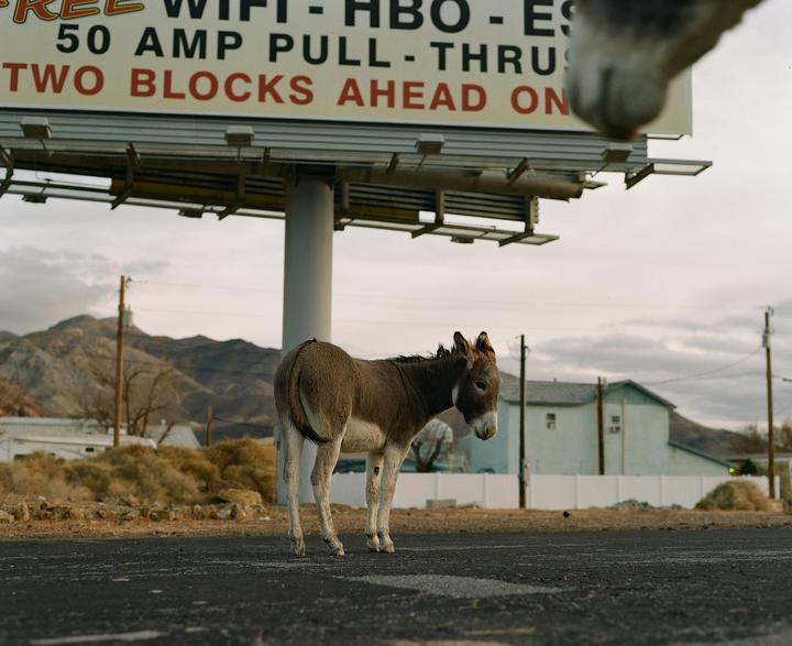 Burros De Beatty | Pentax 67 | Super-Takumar 105mm | Kodak Gold 200