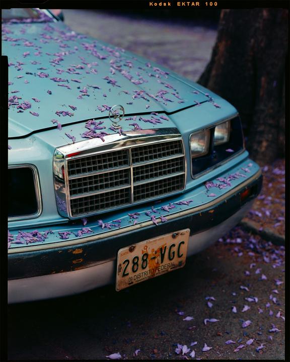 Neighbor's car in the Spring with a shedding jacaranda | Ektar 100, Nikkor 210mm f/5.6, Toyo Field 45A