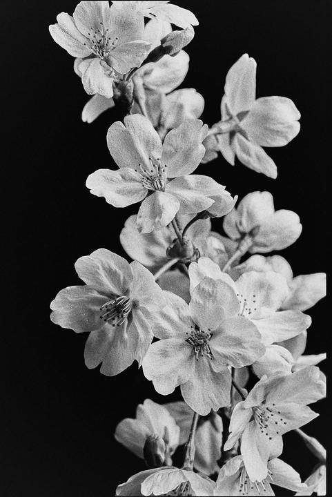 Cherry Blossoms - F100 - Kodak Double-X @ 800.