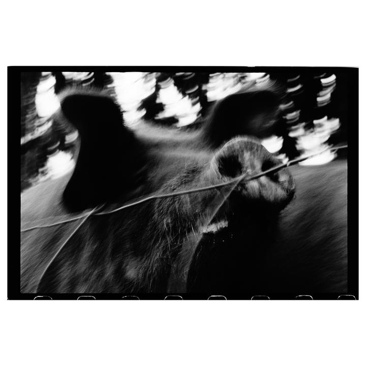 Pigs // Nikon F + Fomapan 100