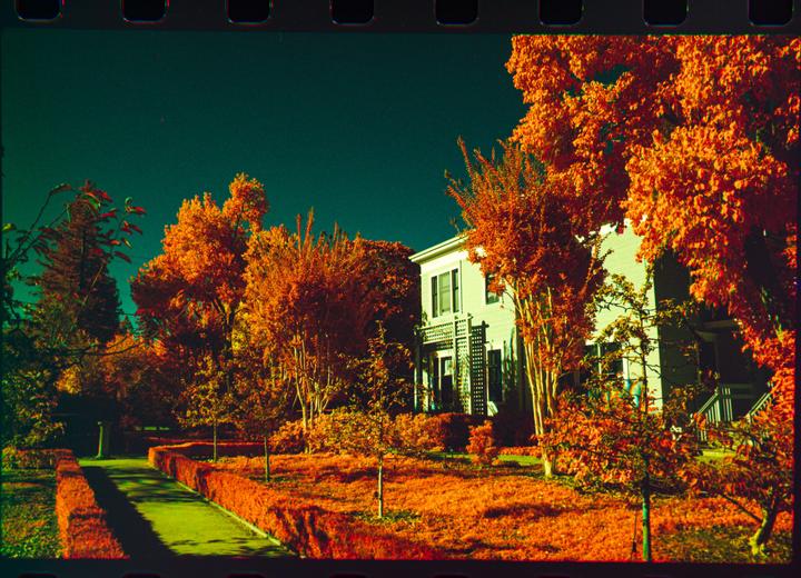 How close does my fake aerochrome get? (Trichrome Rollei IR 400)