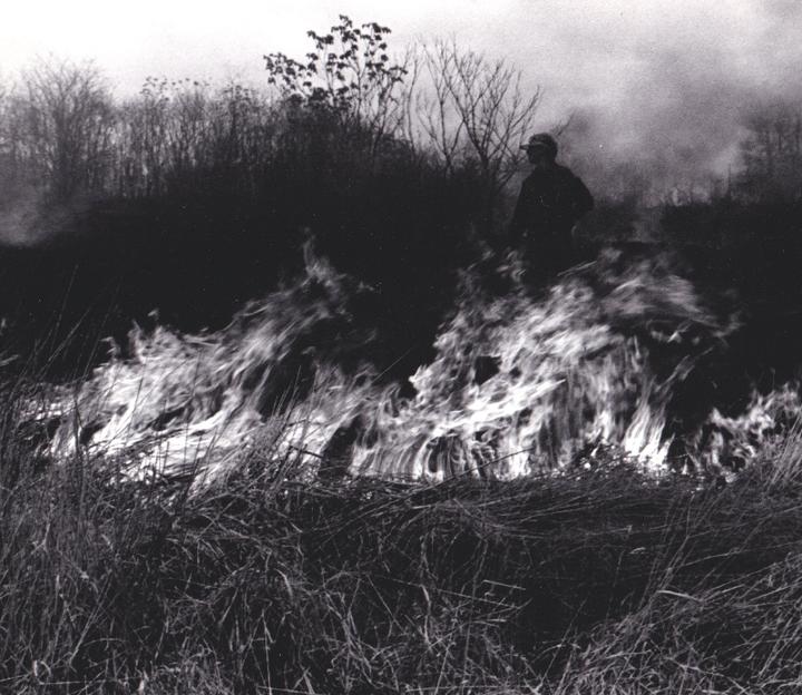 Brushfire -- Ilford HP-5