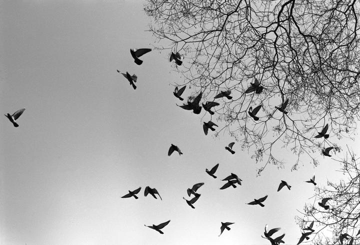 A flock of birds flies across a bright sky with bare tree branches visible on the right.