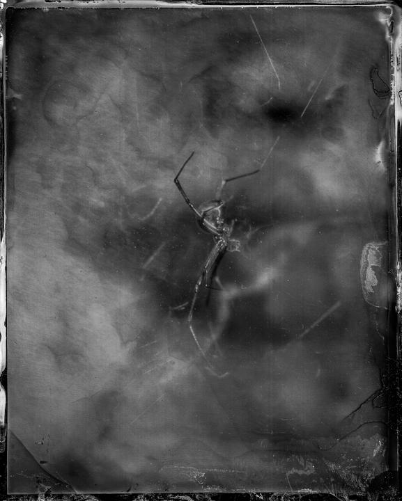 A spider is visible in a black and white close-up shot.