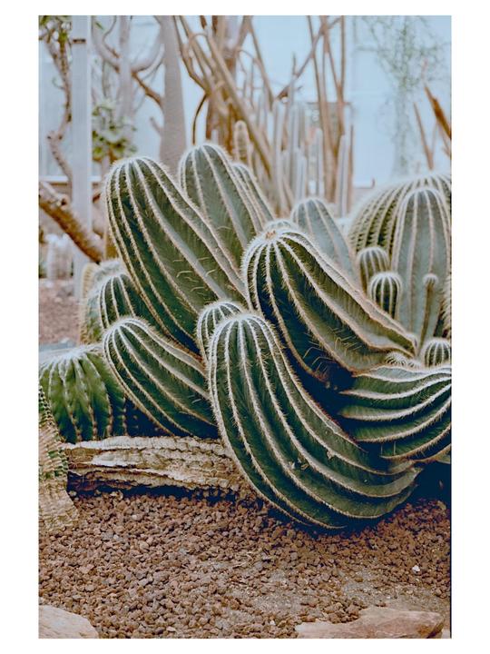 Prickly [Yashica Electro 35 G, Yashinon 45mm f/1.7, Flicfilm Elektra 100]