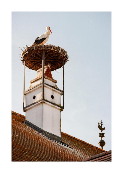 Anybody Expecting? [Nikon F100, Portra 400]
