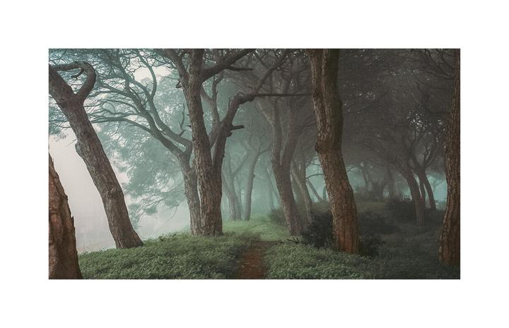 Foggy Mornings