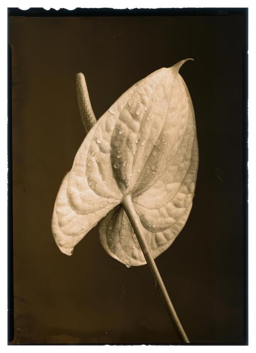 24-11-23 // Anthurium #1 [Intrepid 5x7, Fujinon 210mm f/5.6, Ilford Delta 100 processed through b&w reversal bleach, Dektol 1:2 @ 14 mins, yellow & sepia toned, Epson v850]