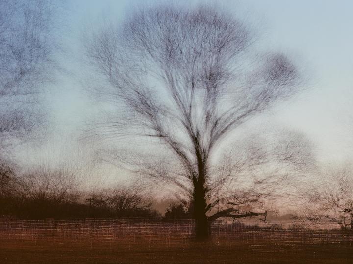 A large, bare tree stands in a field with a fence in the foreground and other trees in the background.