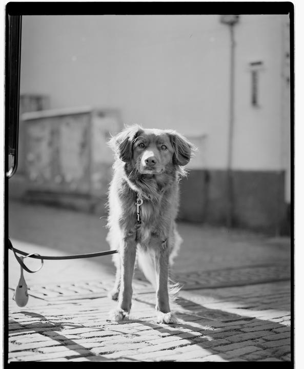 Pentax 6x7 | SMC Takumar 90mm 2.8 | Ilford XP2