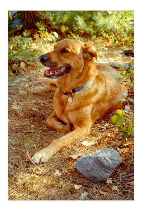 Dog Days of Summer - Pentax KX - Ultramax