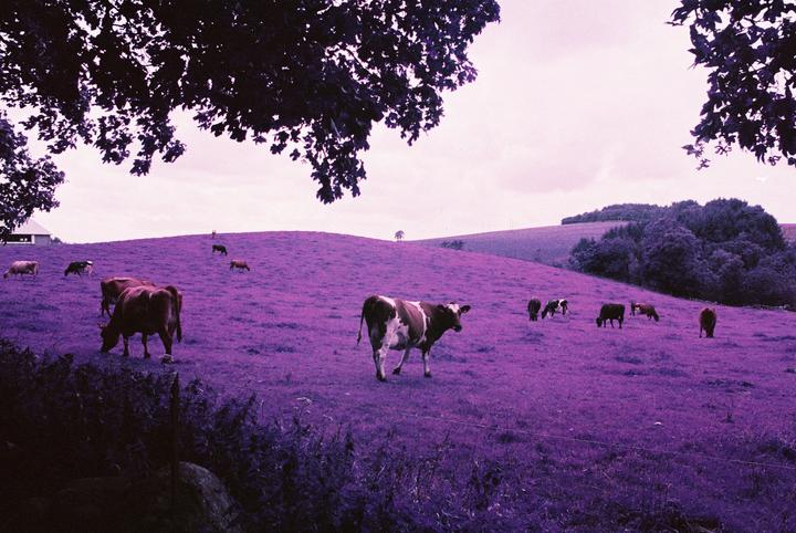 I was a bit scared trying LomoChrome Purple, but holy cow the results are fantastic!