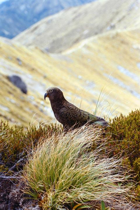 Kea [Nikon F80 / 80-200mm / Fujicolor C200]