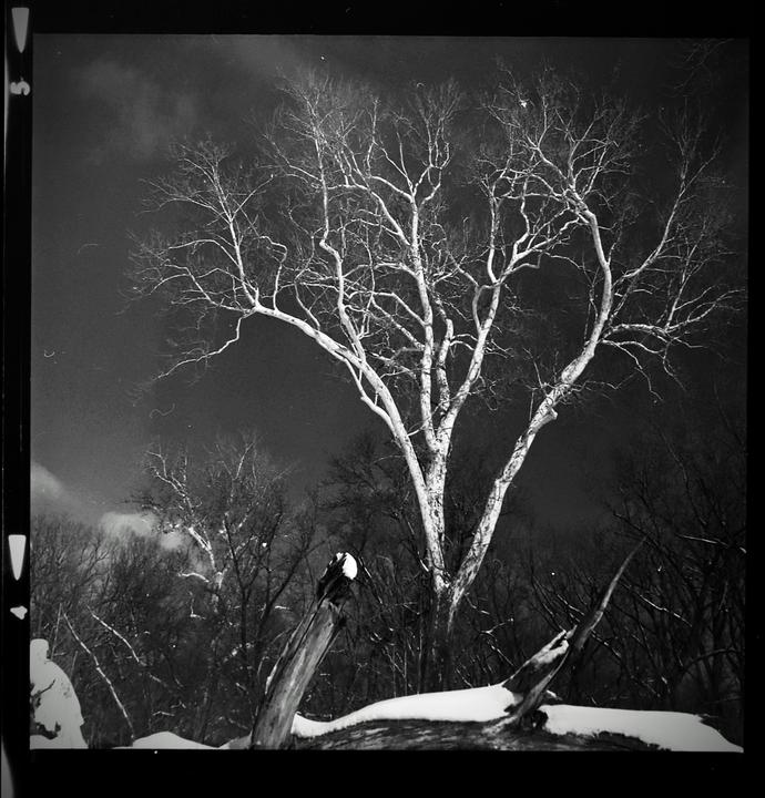 White sycamore tree with red filter. Yashica mat 124. Hp5 plus.