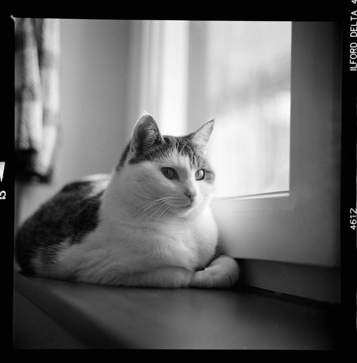 A cat called Frieda [ Fuji GW690II 90mm, Ilford Delta400]