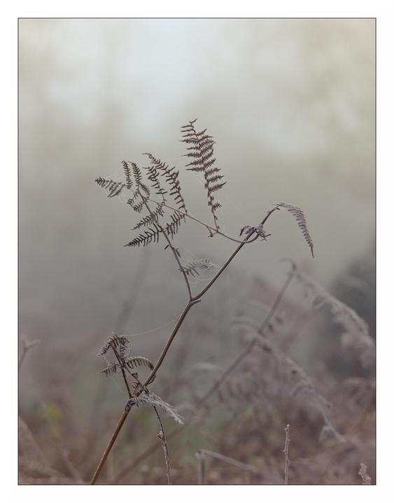 Fern on a foggy freezing morning [Bronica ETRSi, Zenzanon MC 150mm f/3.5, Kodak Gold 200]