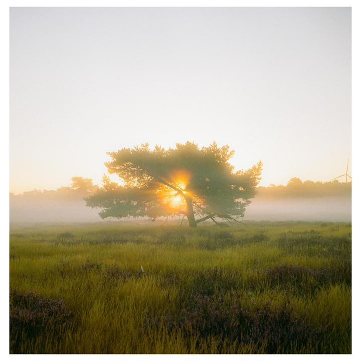 The sun shines through a tree in a field of tall grass and purple flowers.