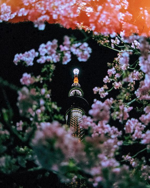 🌸 | Nikon F3 | Kodak ColorPlus 200