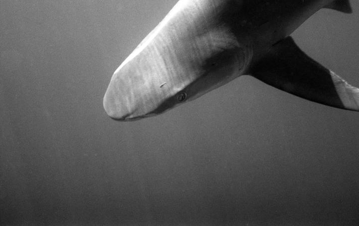 Morning Swim - Nikonos V, 35mm f/2.8, Kodak TMAX 400 pushed 3200, Kodak D76 (stock)