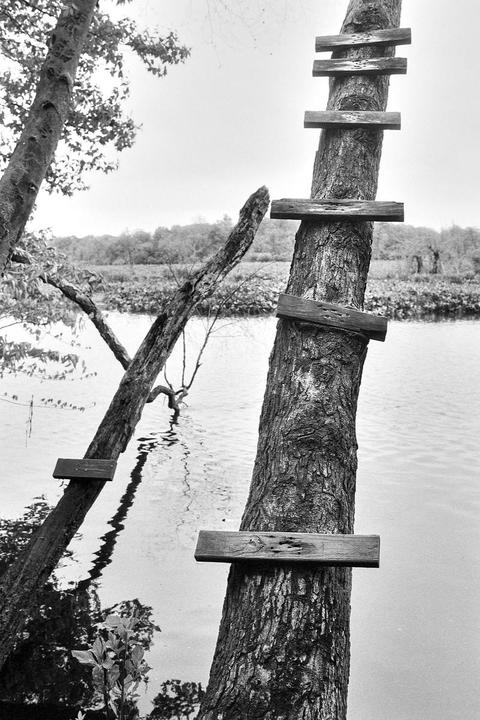 Two trees with wooden planks attached to them stand in or next to a body of water, with one tree having several planks forming a ladder.