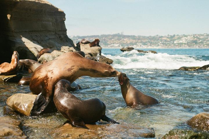 La Jolla - San Diego, CA 2023 | Nikon N65 + Sigma 28-70mm f/2.8-4 + Lomo 400