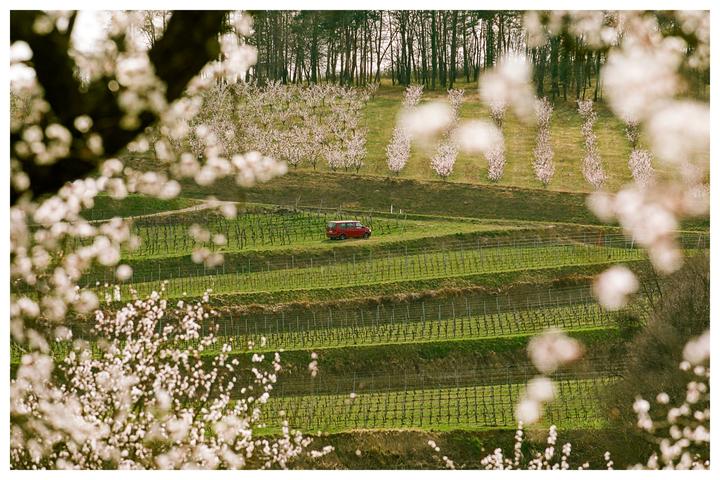 Apricot Blossom [Nikon F100, Portra, Ektar]