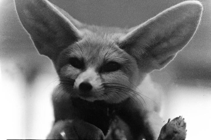A fennec fox with large ears looks directly at the viewer.