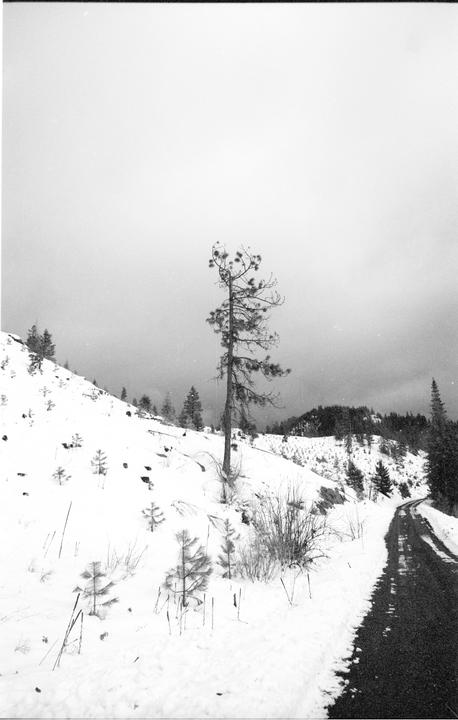 A snow-covered hillside with a tall pine tree and a winding road is visible under a cloudy sky.