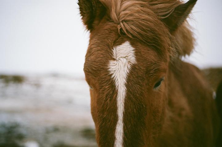 A brown horse with a white blaze on its face stands in a snowy landscape.