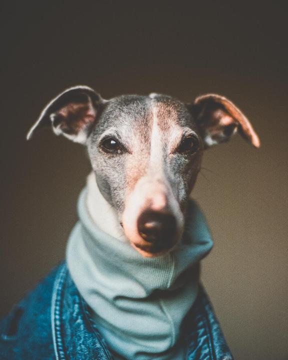 The North American Swag Hound [Nikon FE2 + Portra400]