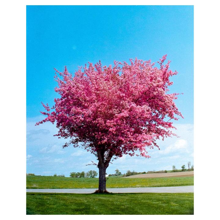 Truffula tree | Nikkormat FT2, Nikkor 50mm 1.4 | Lomo 800