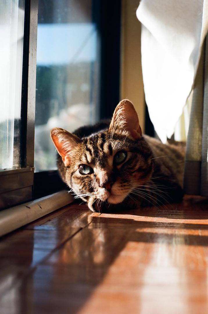 Felines | Canon A-1 | 50mm f/1.8 | Ektar 100, shot on canon a-1 with kodak ektar 100